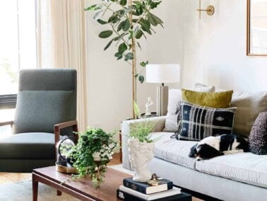 Dog on a sofa in a living room with plants.