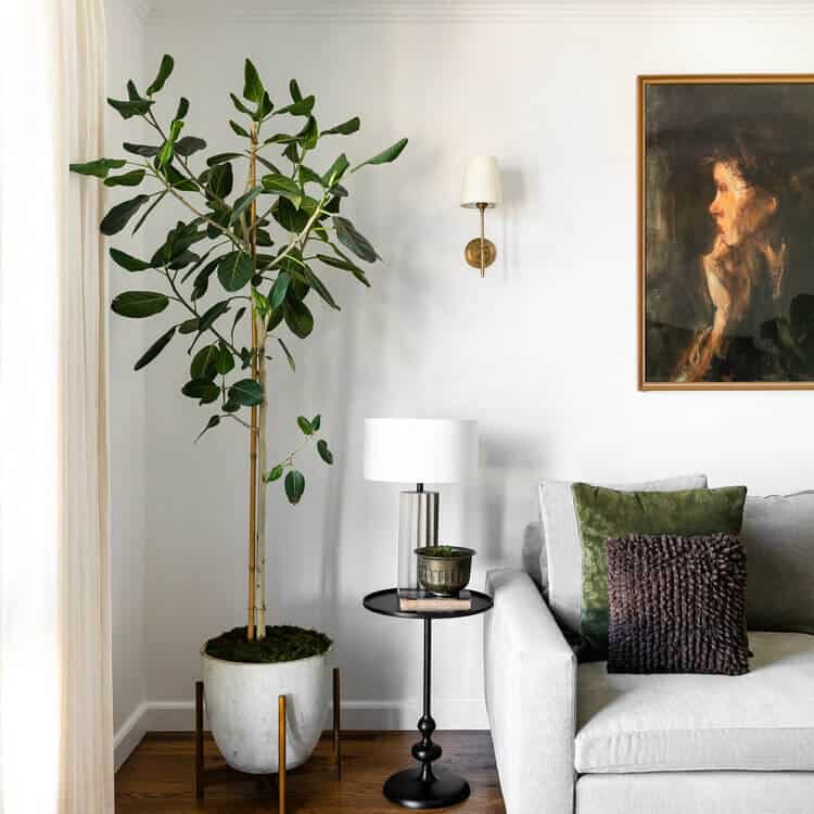 Ficus Audrey in a white planter.