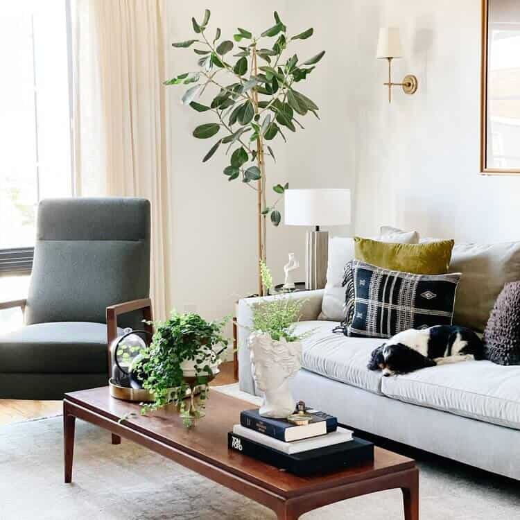 Ficus Audrey in a living room