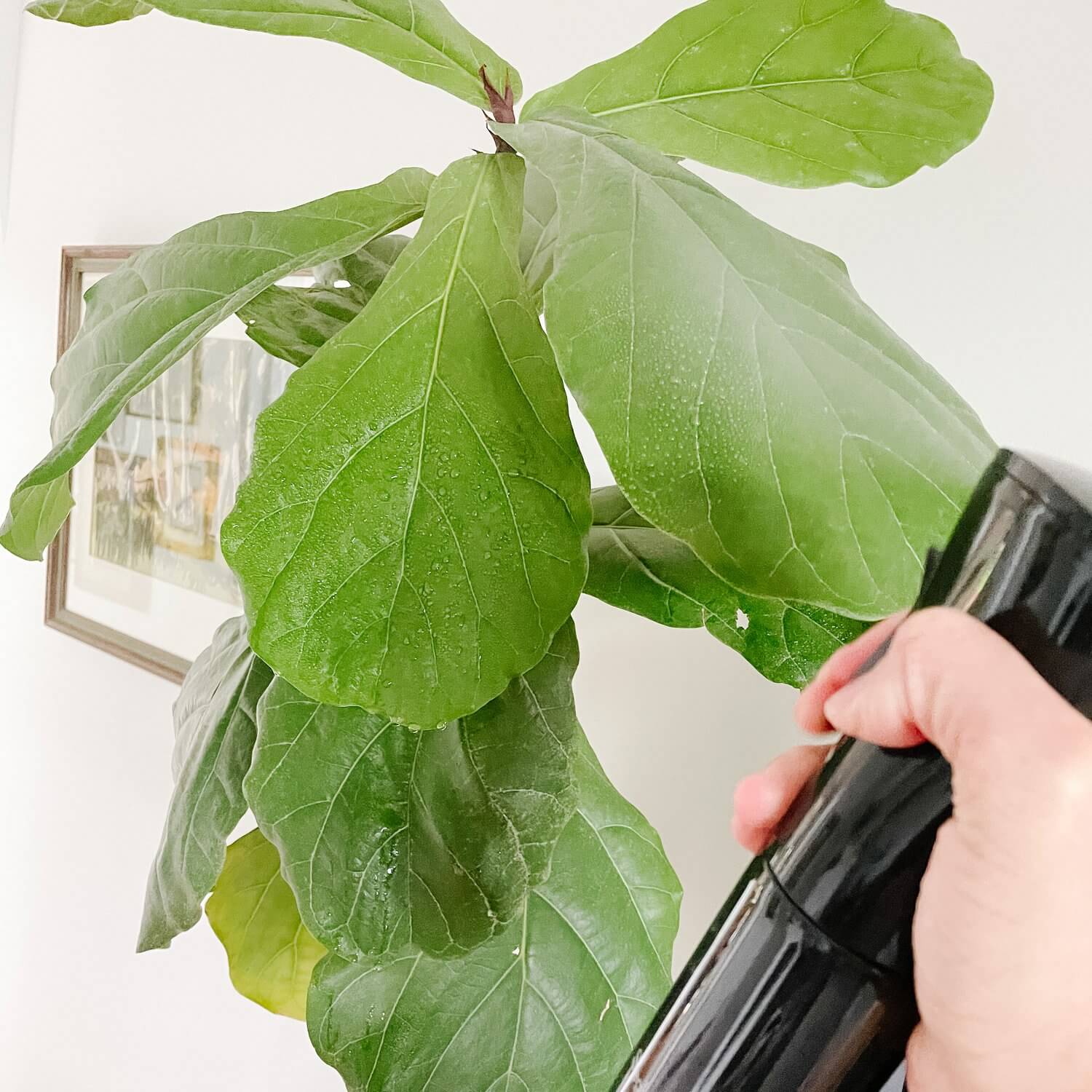 how to grow a fiddle leaf fig tree indoors mister