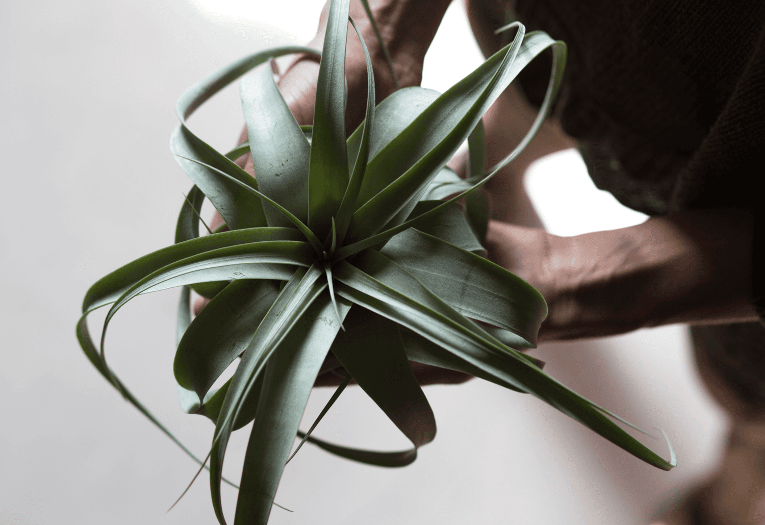 AirplantsBackyard