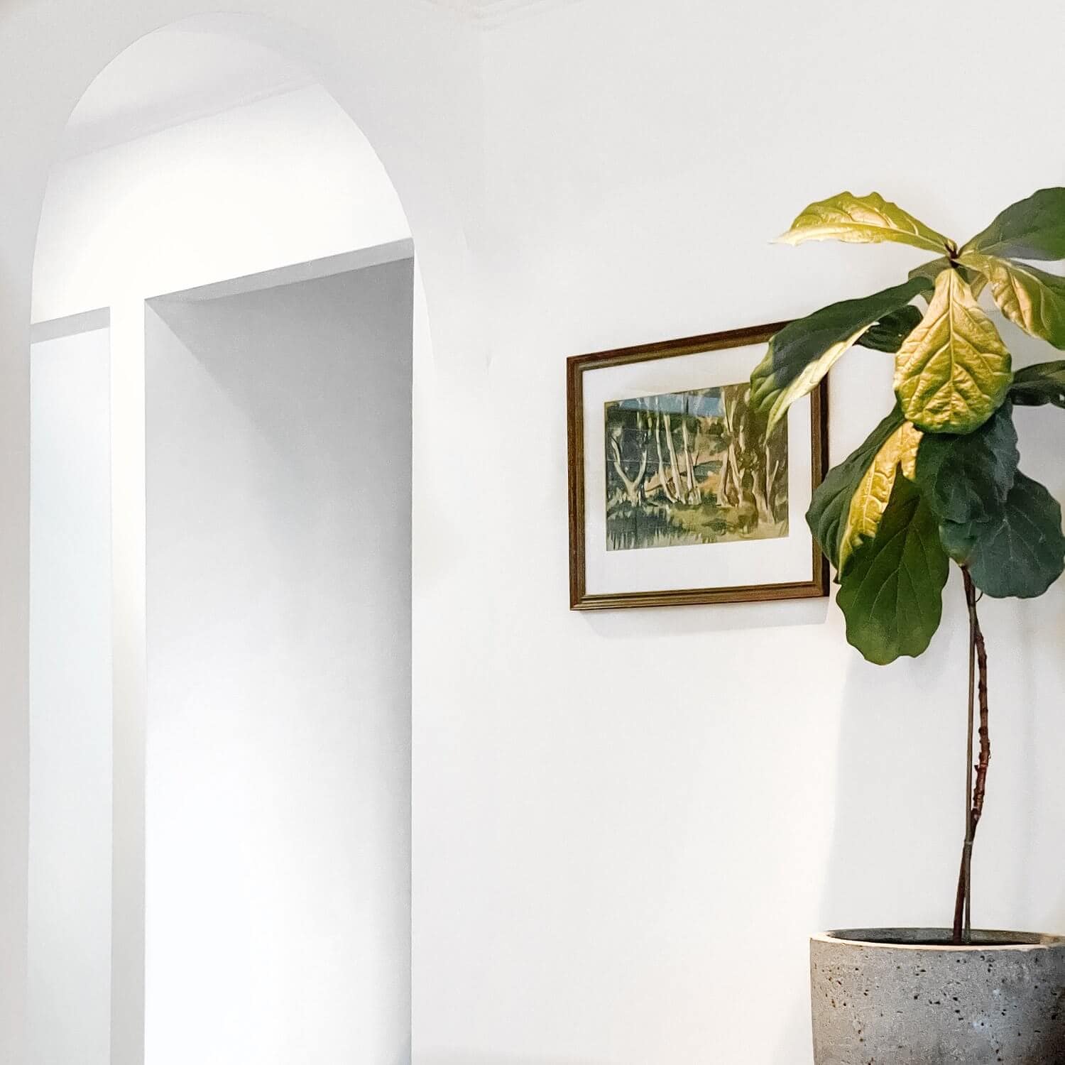 how to grow a fiddle leaf fig tree indoors