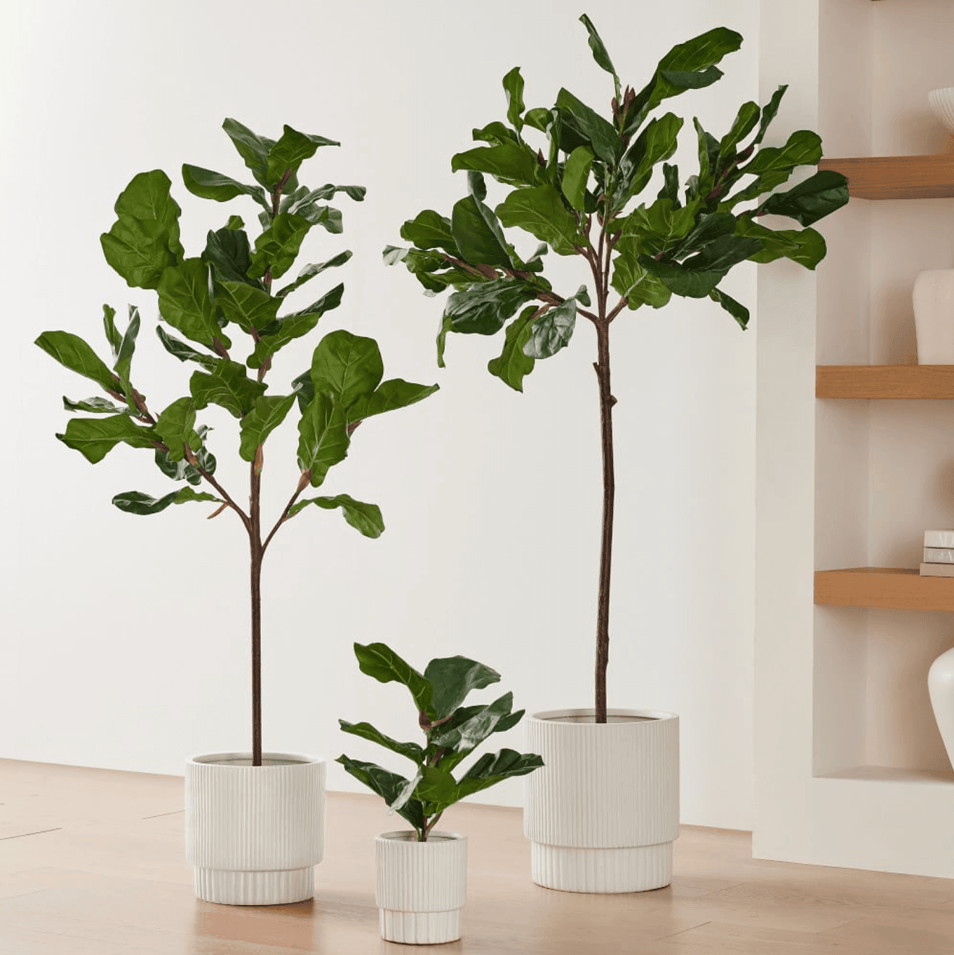 Fake Fiddle Leaf Fig Trees in three planters.