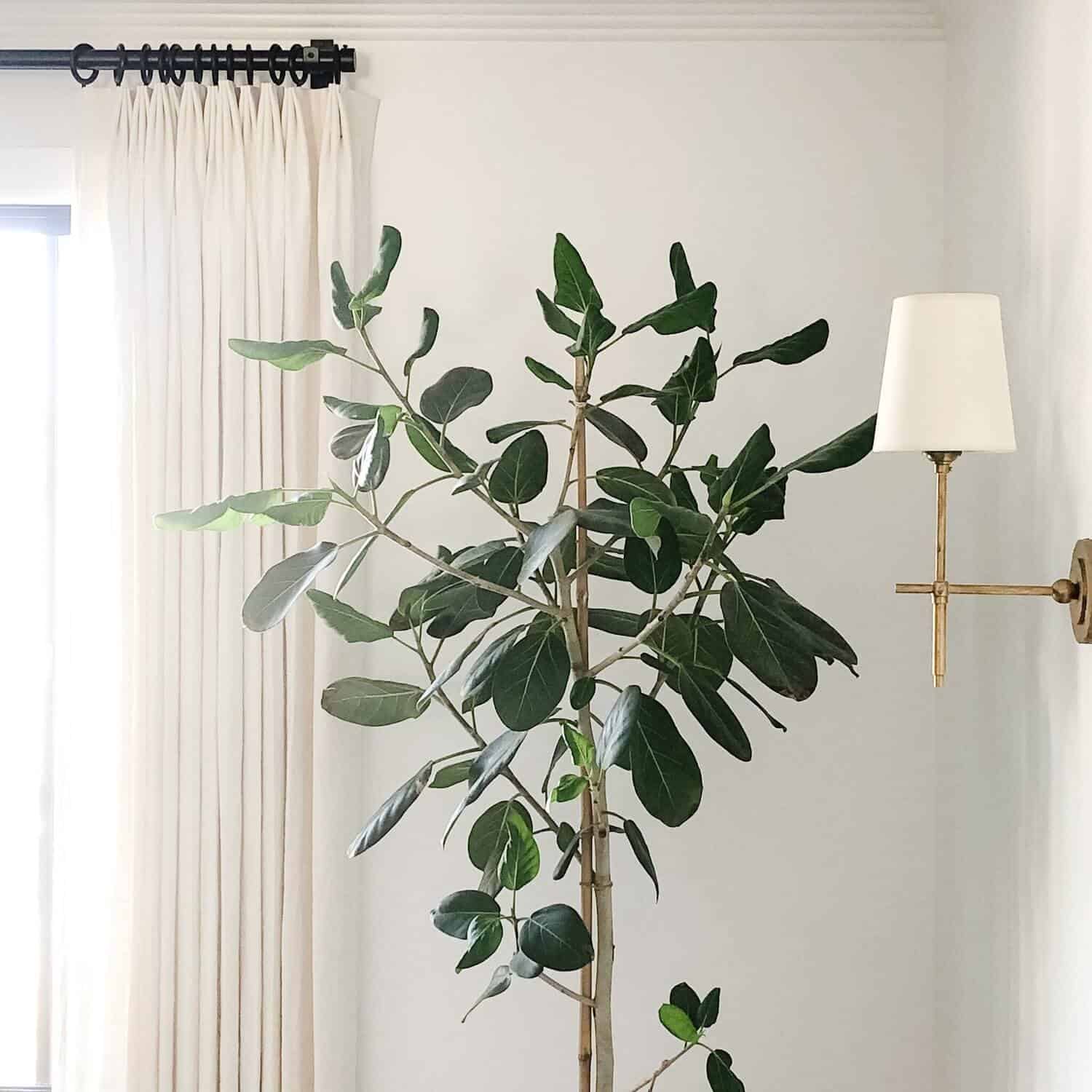 FicusAudrey