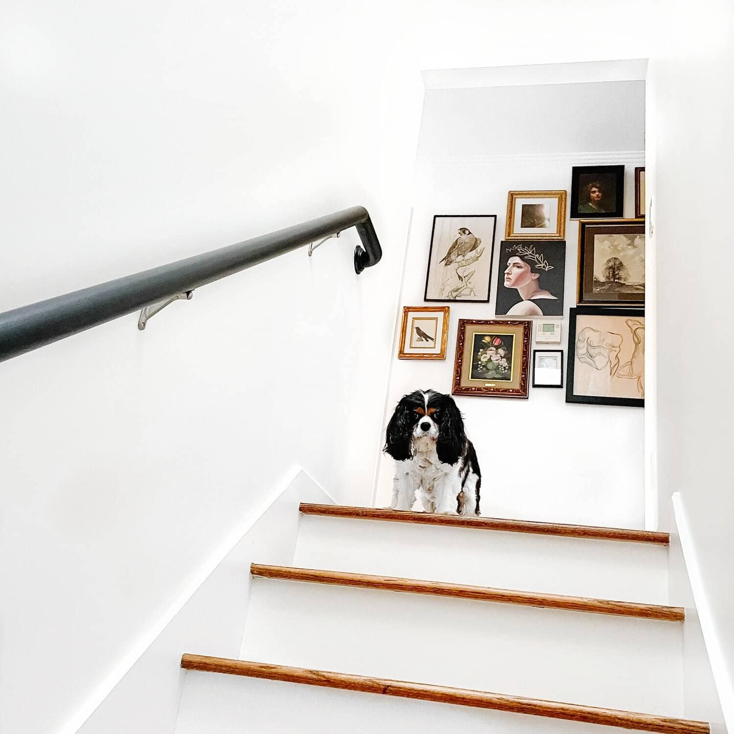 Dog at the top of a set of stairs.