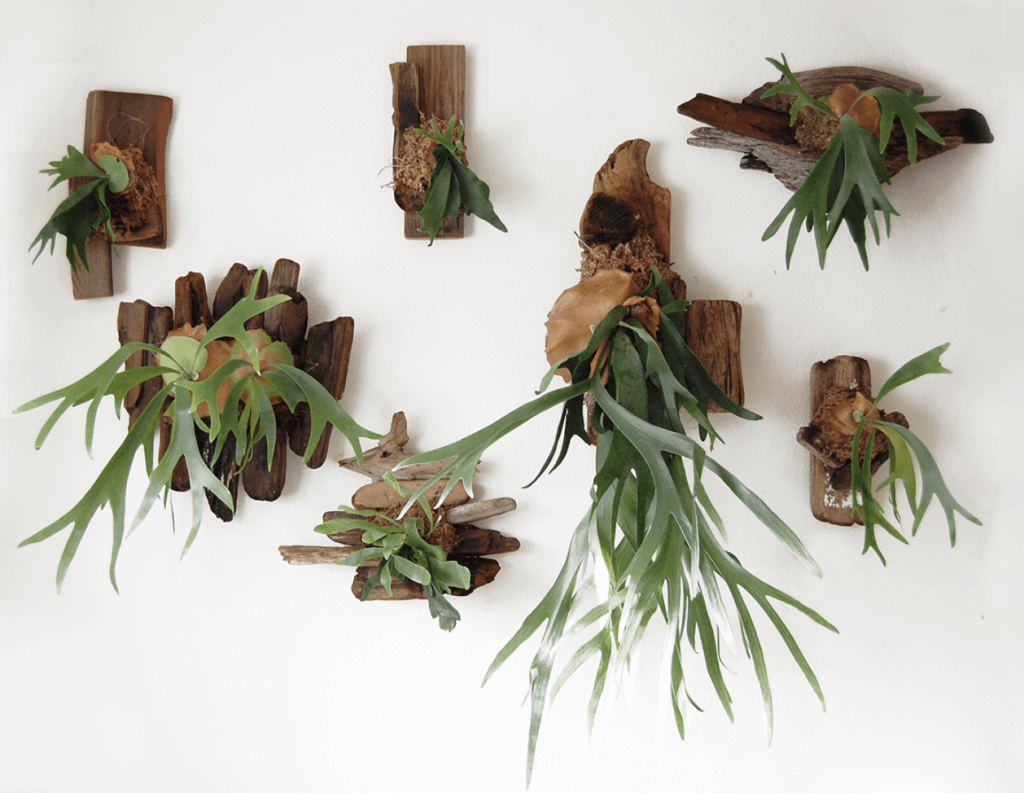 Staghorn Fern Mounting wall display