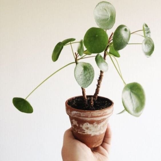 Person holding a Chinese money plant in a planter.