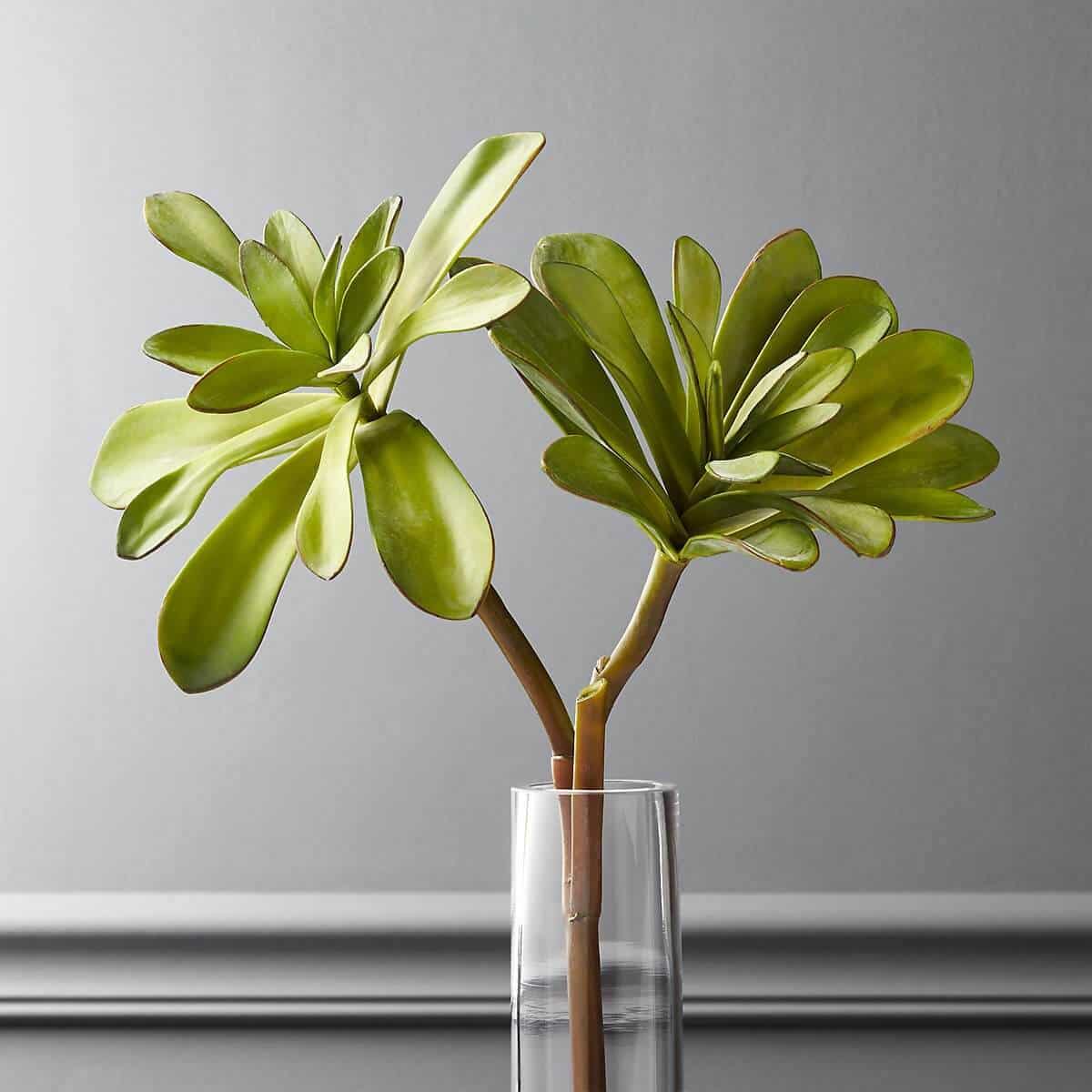 Fake Maguey Pick in a glass vase.