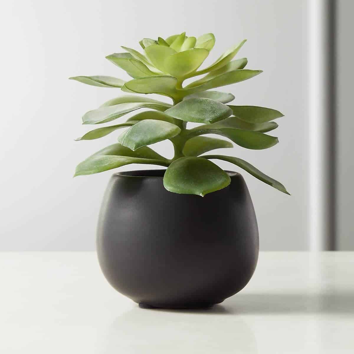 Fake Echeveria Succulent in a small planter.