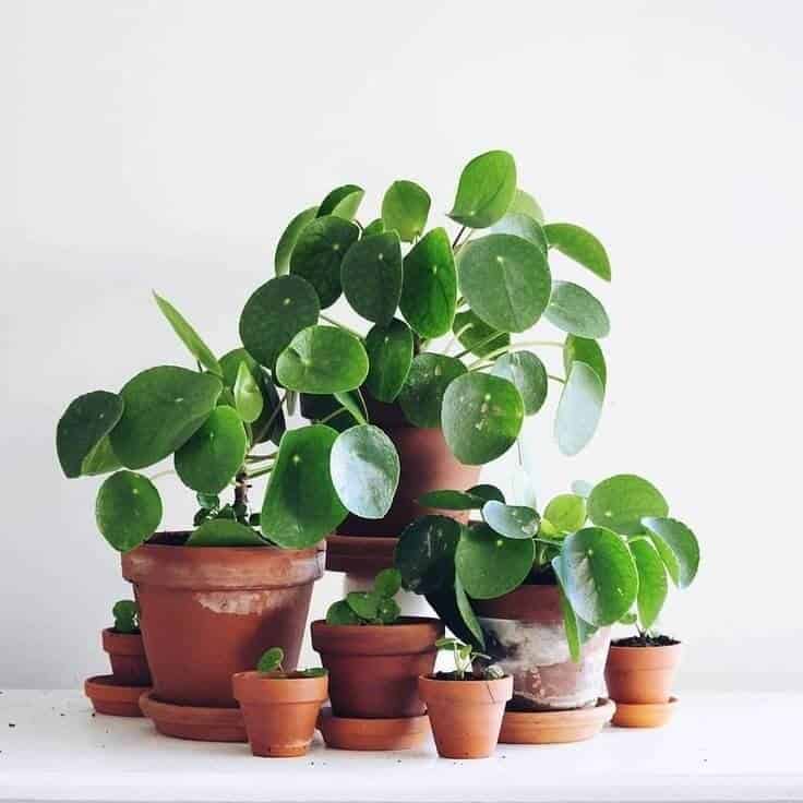 Chinese Money Plant - Houseplant