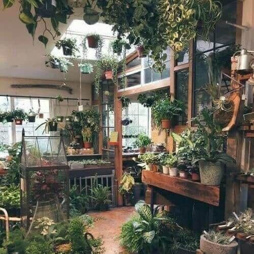 Indoor room filled with plants.