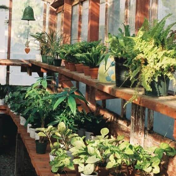 Green plants growing from pots on a shelves.