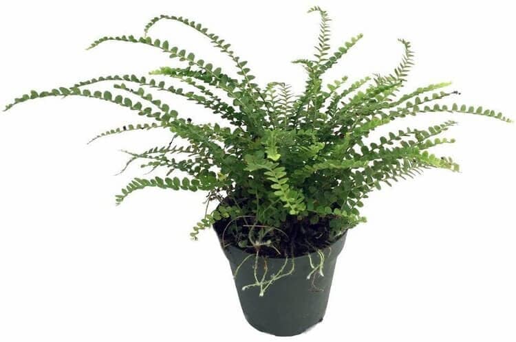 lemon button fern.jpg