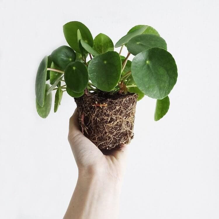 Person holding an unpotted Chinese money plant.