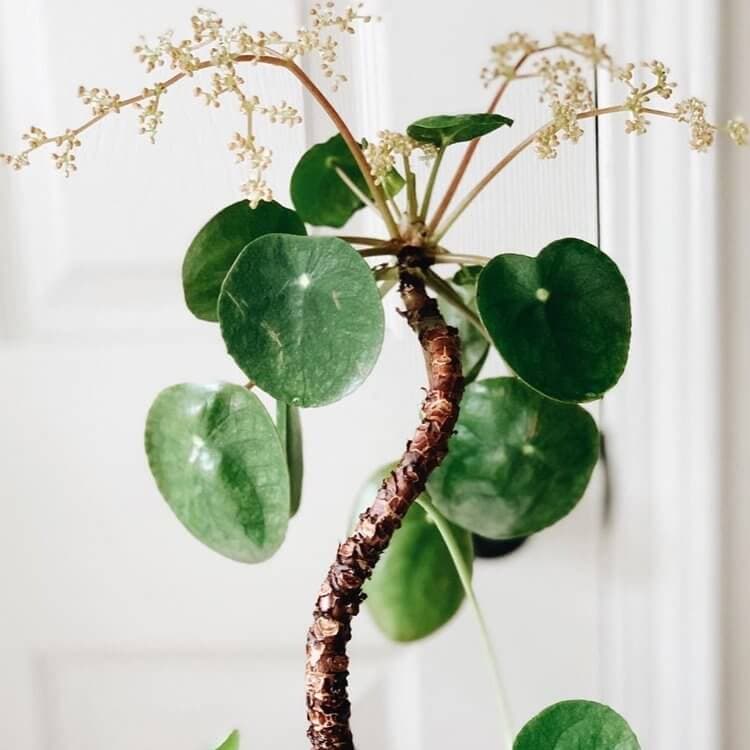 Chinese money plant growing indoors.