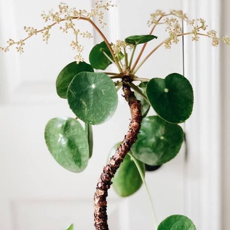 Pilea Chinese Money Plant