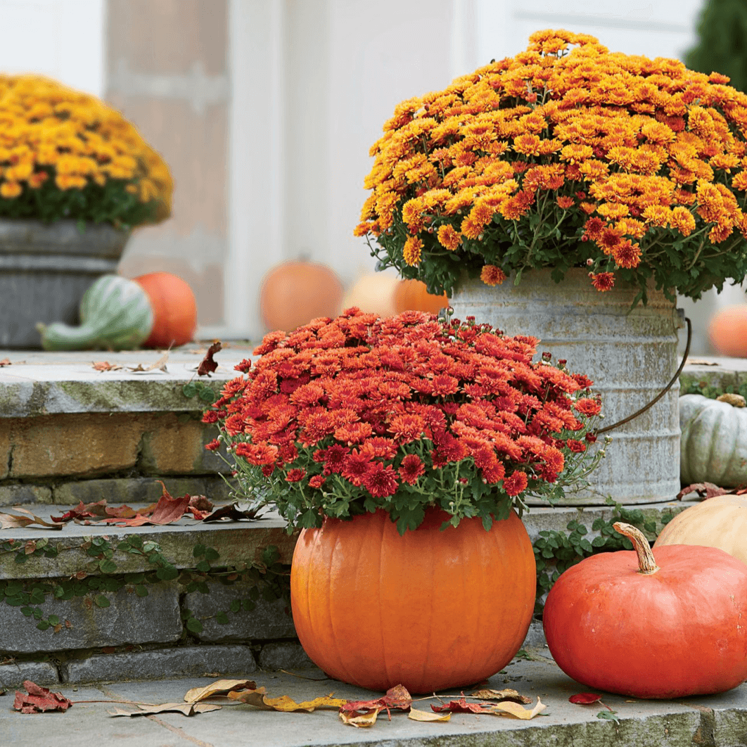Mums in a pumpkin.
