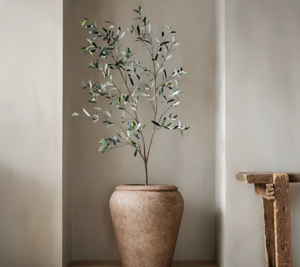 Black olive tree in a large planter.
