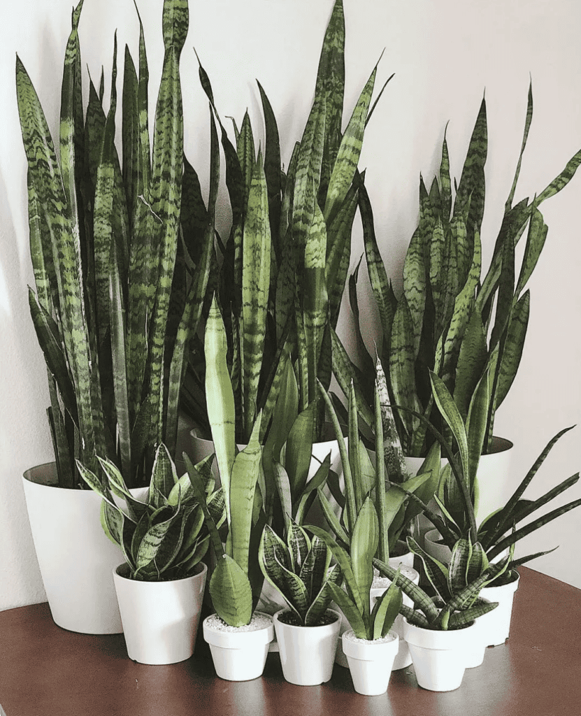 Several snake plants in various-sized planters.