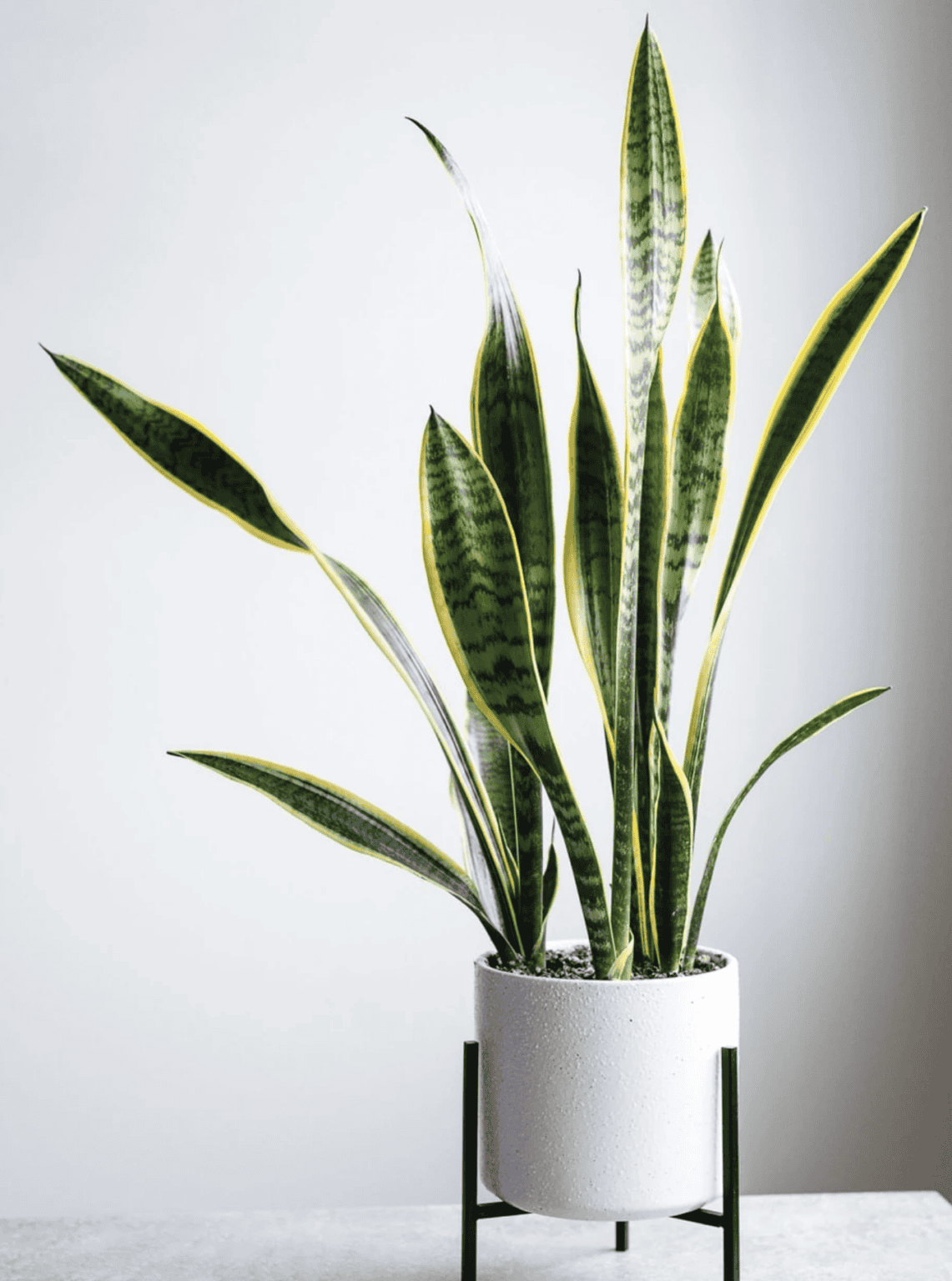 View of How Often to Water Snake Plants a Care Guide | 136 home