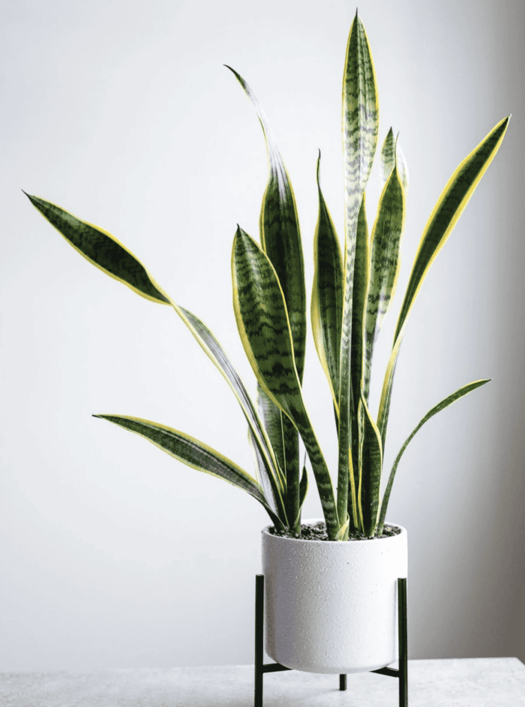 Snake plant in a white planter.