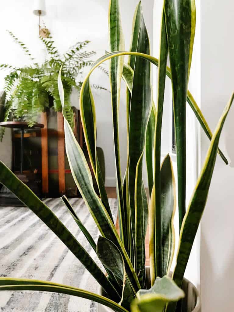 Snake plant in a room with another plant.