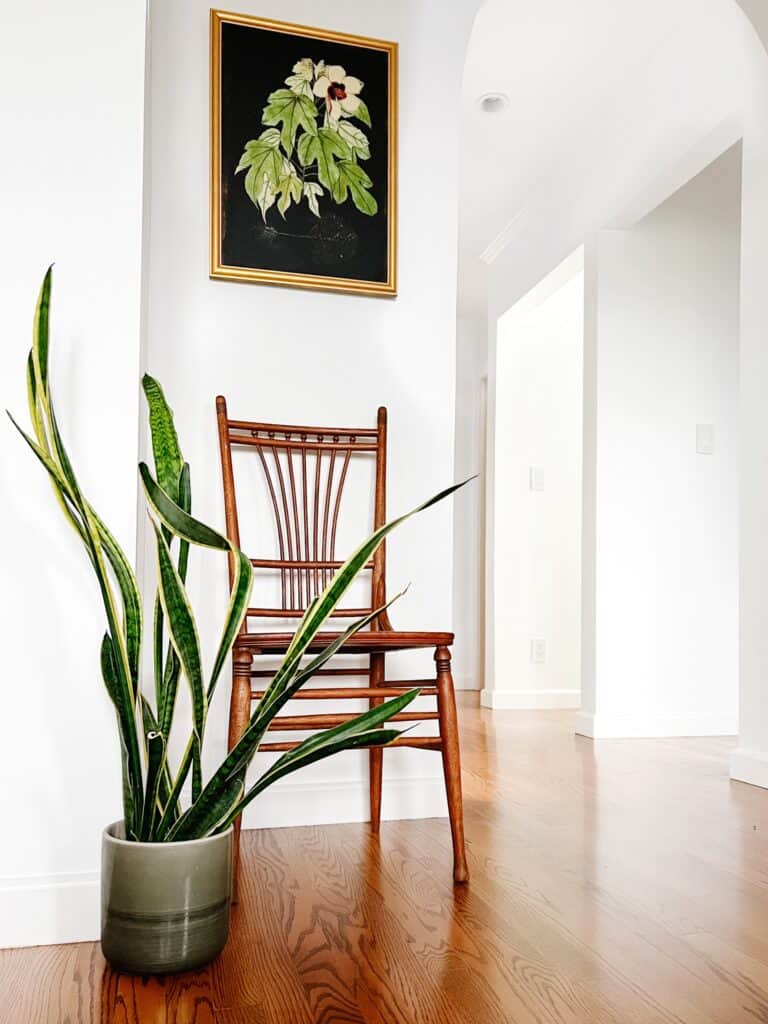 Snake plant in a room with a chair and art.