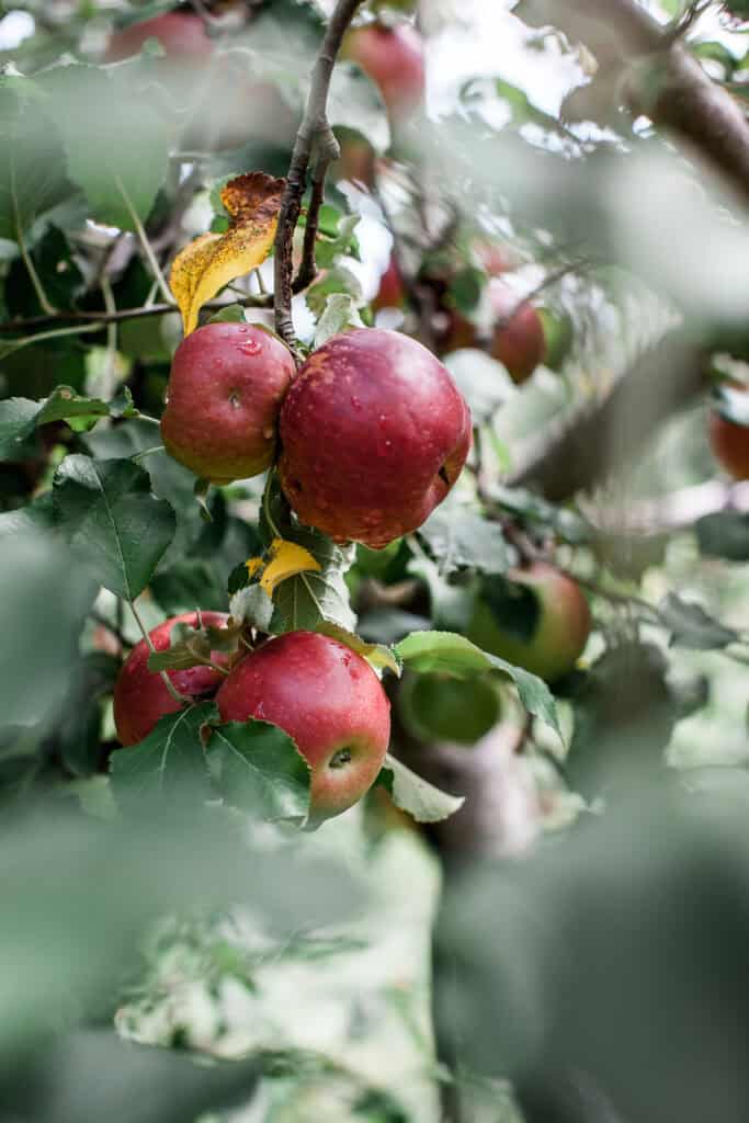 Weston Red Barn Farm Now Forager Teresa Floyd