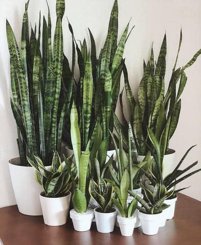 Multiple snake plants in white planters.