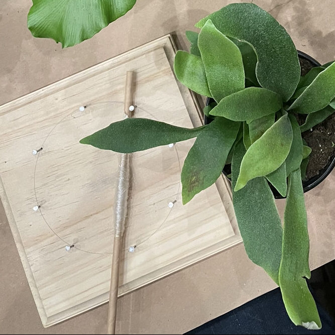 Staghorn fern mounting support
