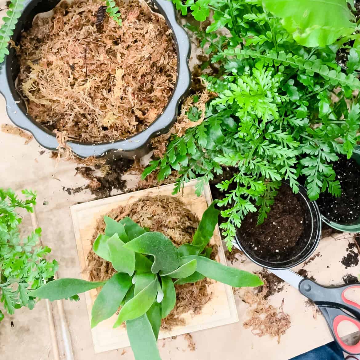 Staghorn Fern Mounting moss