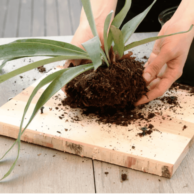 Staghorn Fern Mounting Stack Edited