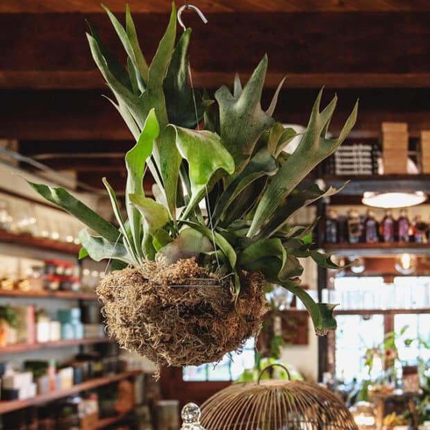 Staghorn Fern Potted Edited