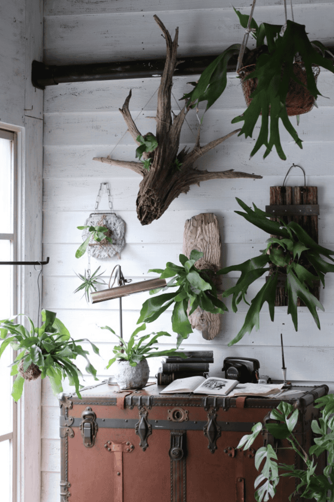 types of fern plants Staghorn Fern