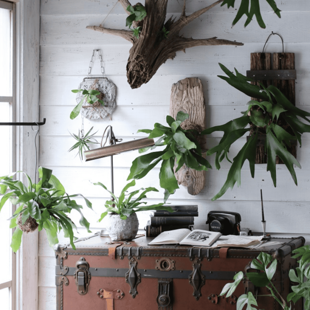 Staghorn Fern Wall with Trunk Decor Idea