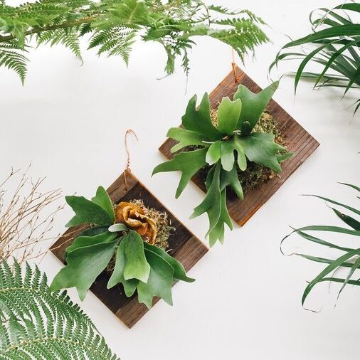 Staghorn Wall Mounting Wood Mounted Staghorn Ferns Sun 0117 Edited