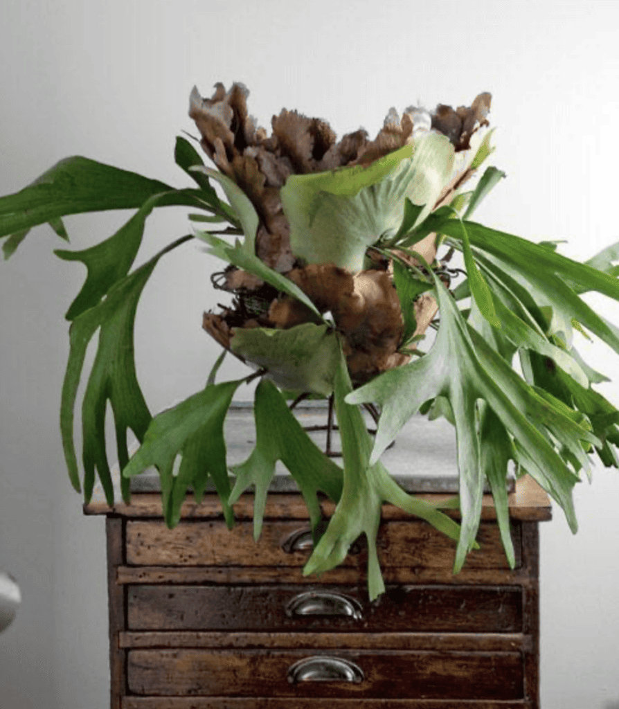 Staghorn Fern Mounting on oak