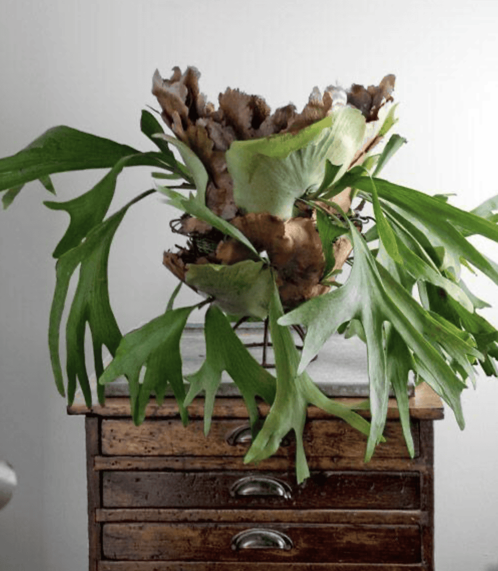 The Easiest and Best Staghorn Fern Mounting Guide 136 home