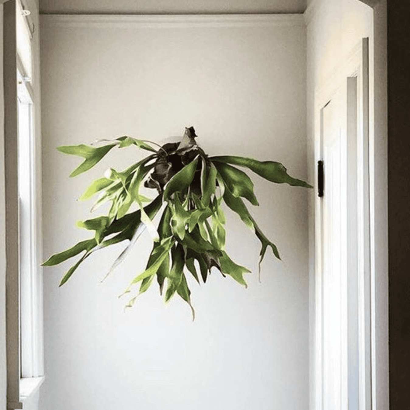 Staghorn Fern Mounting wall
