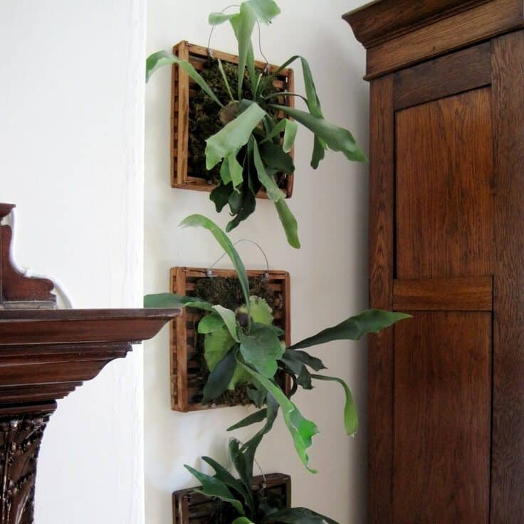 Staghorn Fern Mounting dark wood 