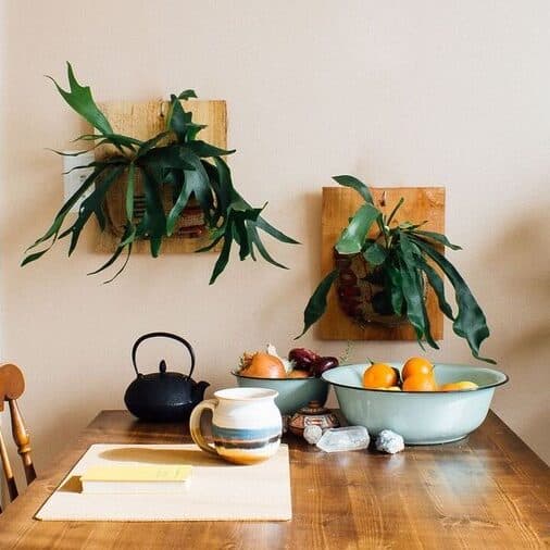 Two plants growing from planters mounted on the wall.