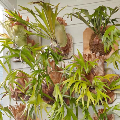 Staghorn Fern Mounting wall of 12