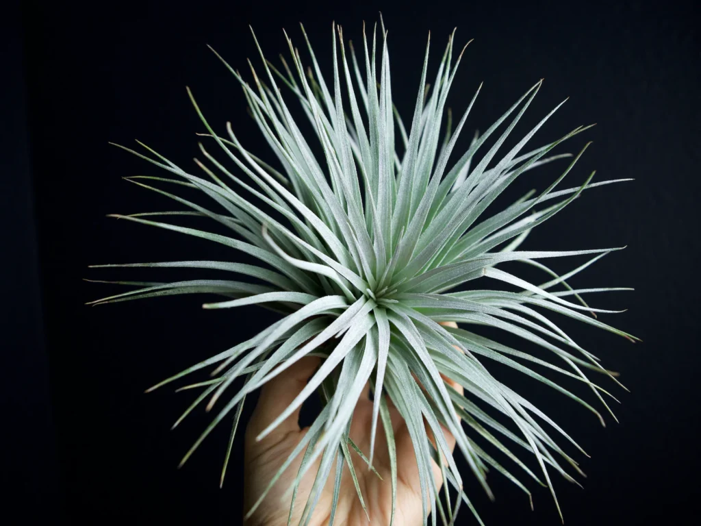 Person holding a Lonatha air plant.