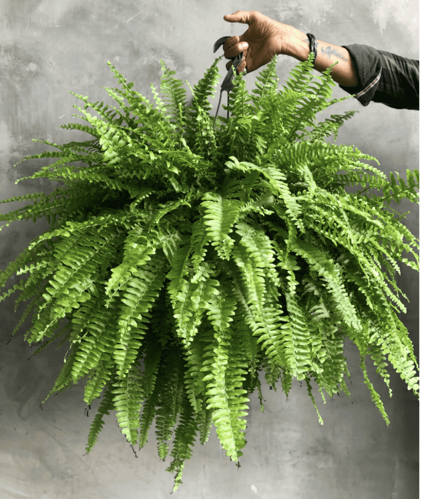 Boston Fern