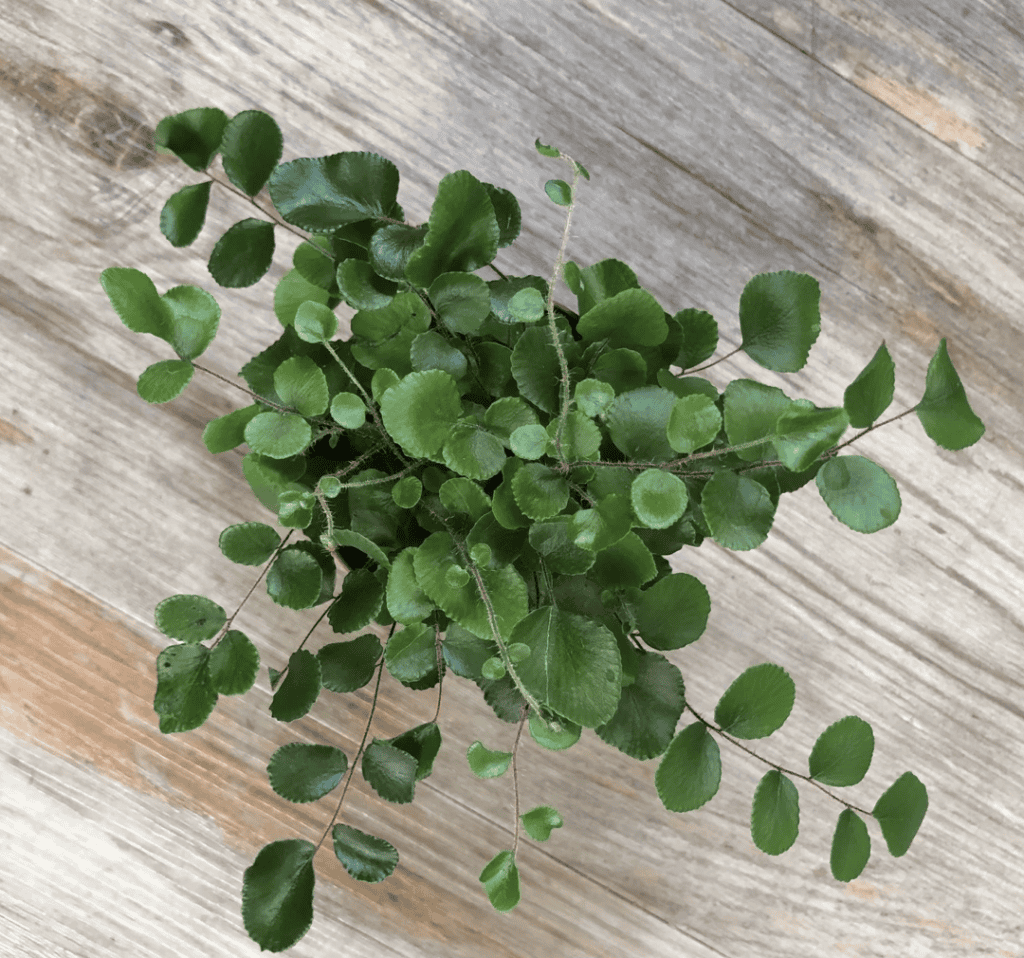Button fern on a wood surface.