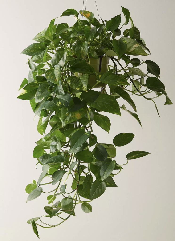 hanging plants that do not need sunlight
