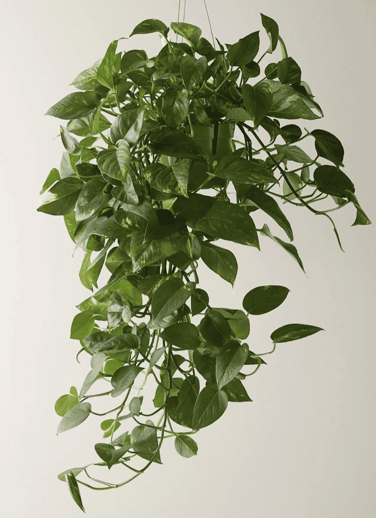 hanging plants that do not need sunlight