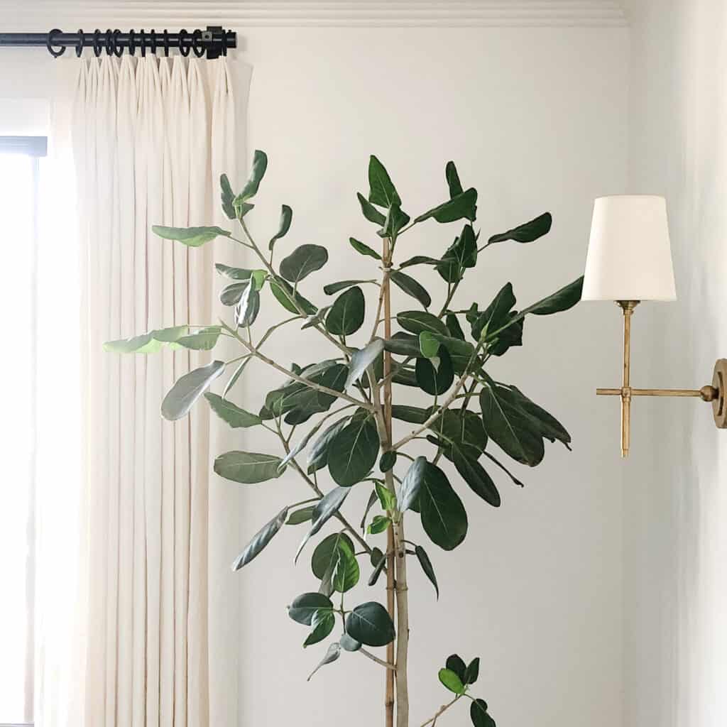 Ficus Audrey growing in the corner of a room.