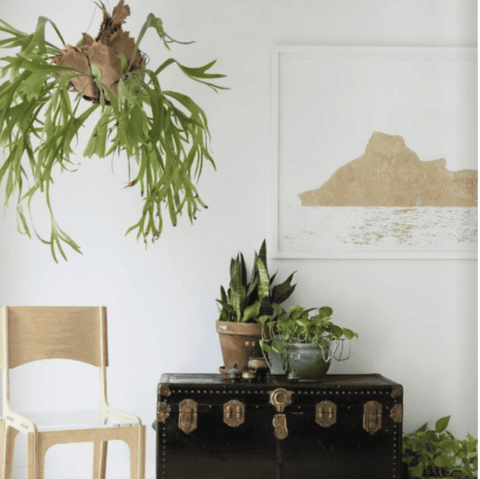 Hanging Staghorn Fern Edited