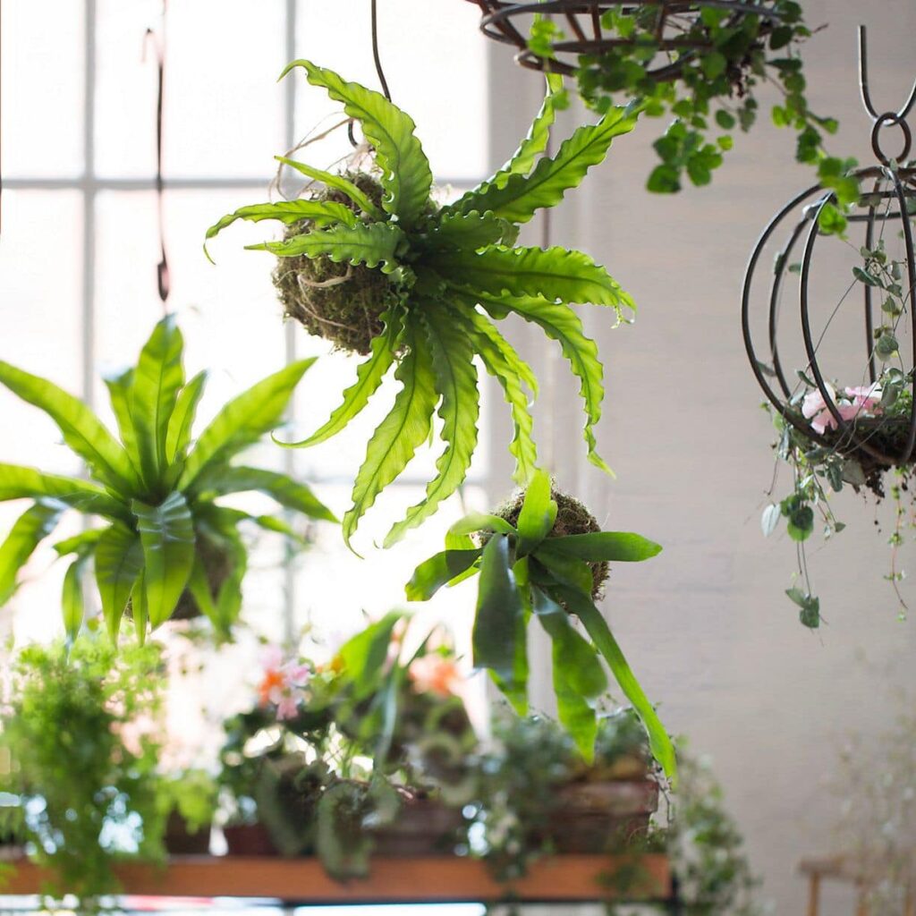 Boston Fern hanging plants that do not need sunlight
